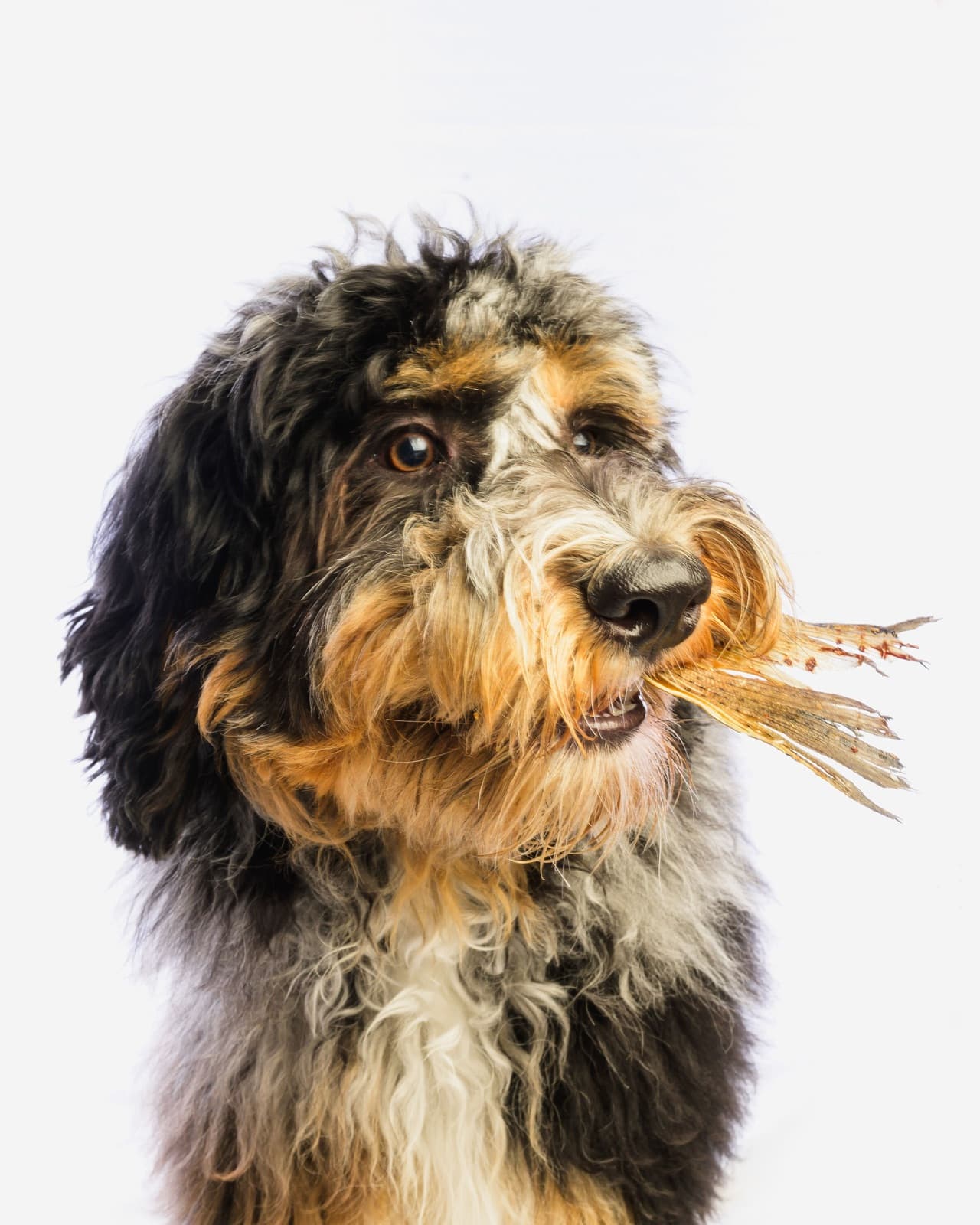 Pet Fresh brand photography