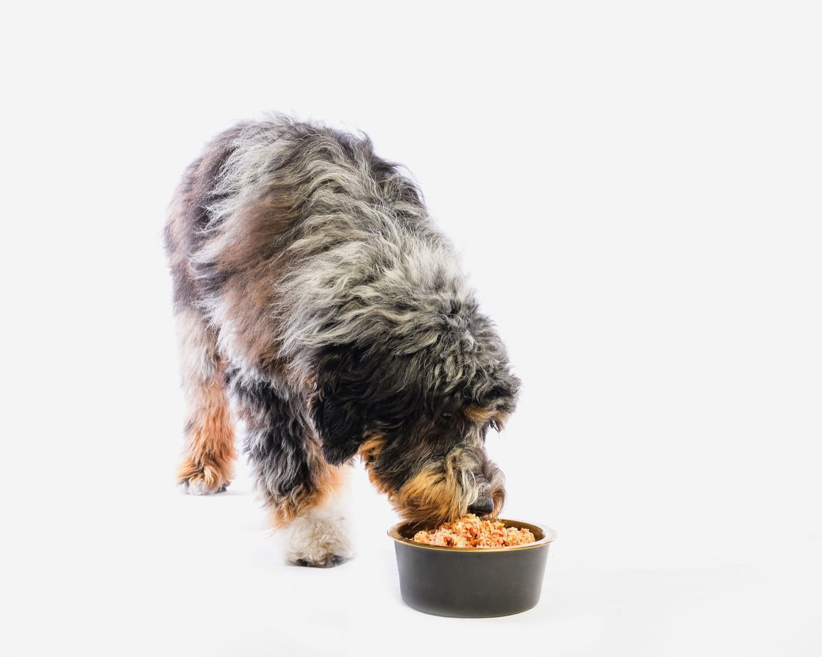 Prosperity Pet brand photography