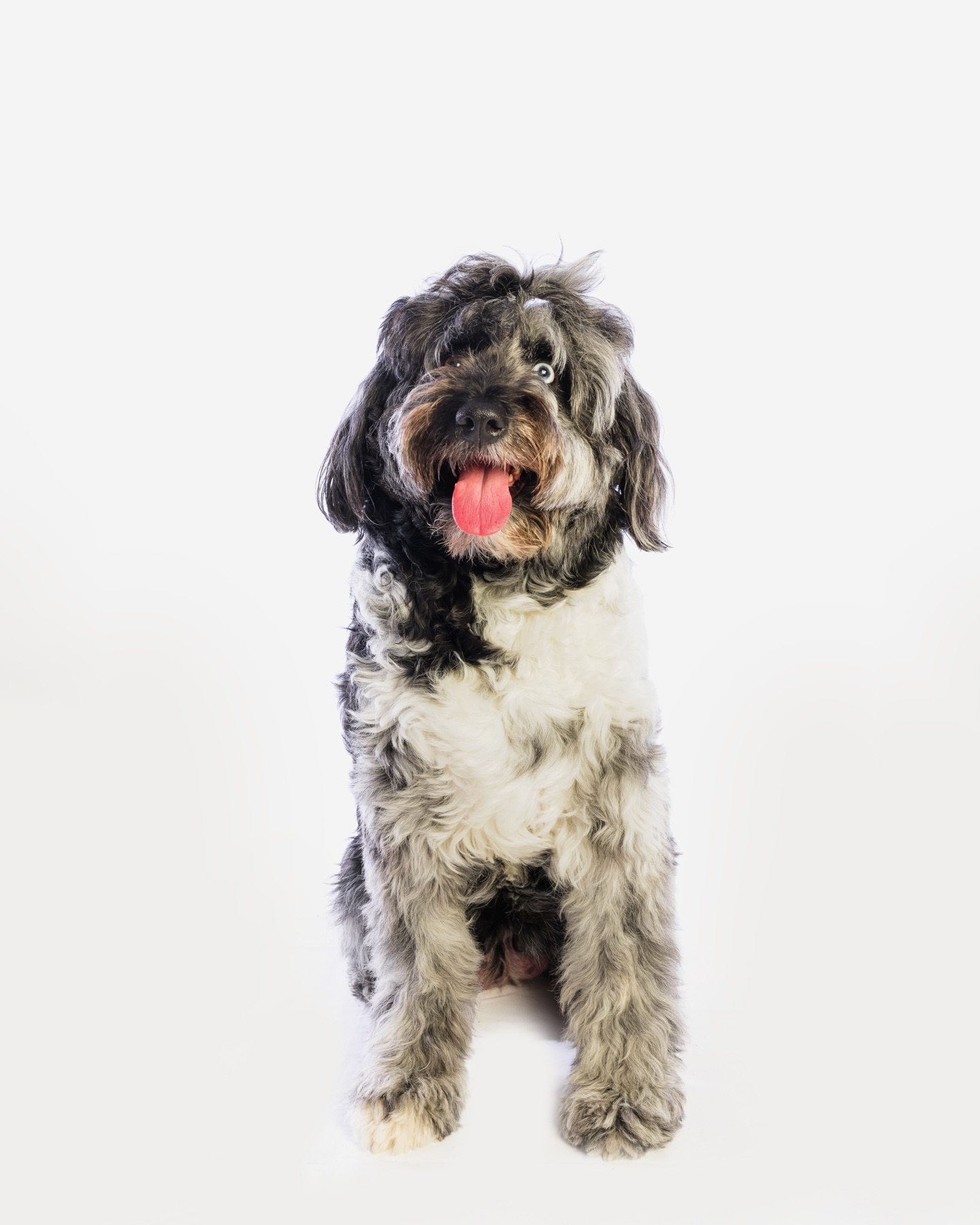 Studio portrait of a dog