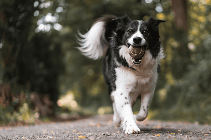 Dog running in natural light