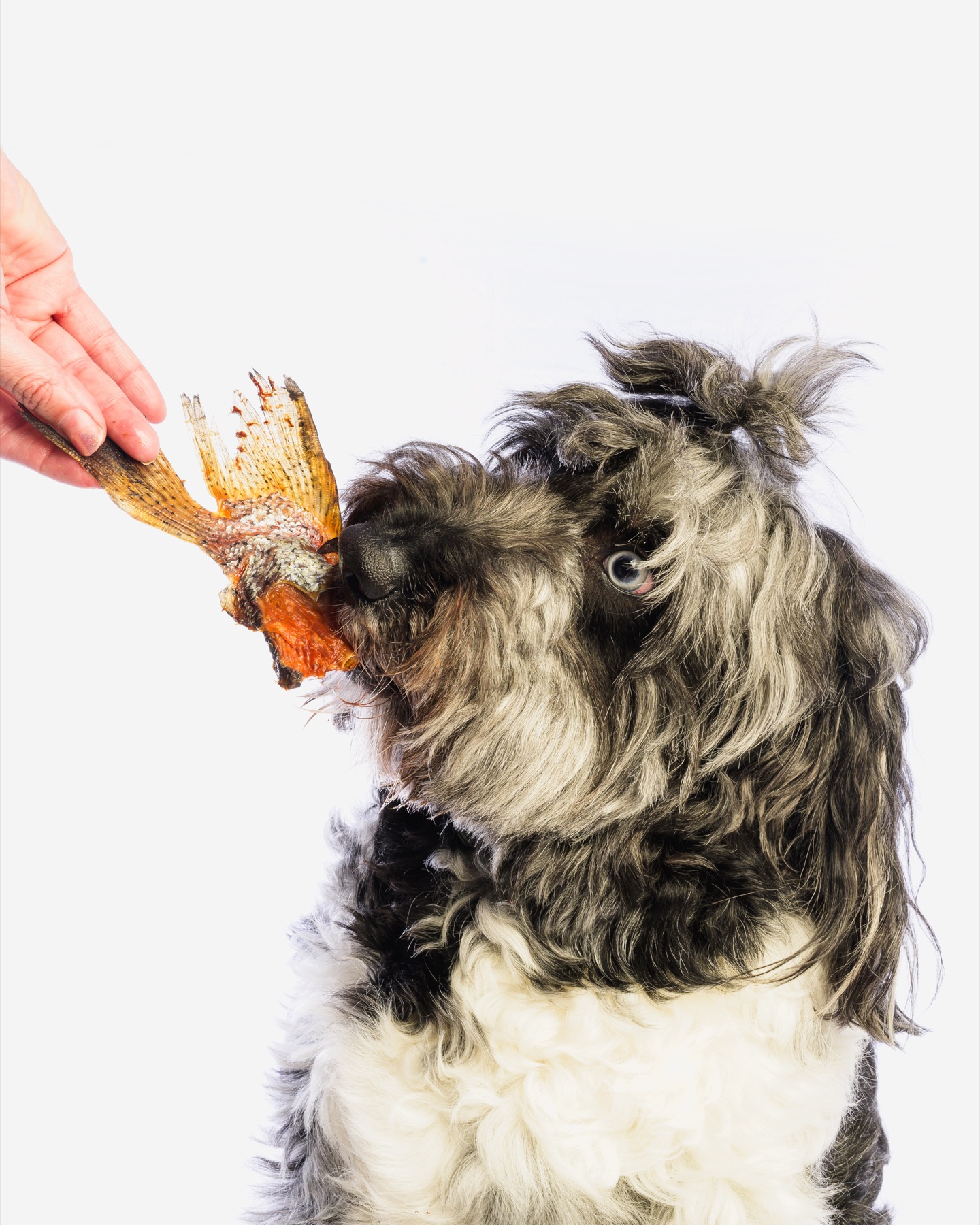 Dog being offered a treat